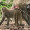 Two baboons observe their surroundings.