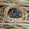 Barn swallows in their nest.
