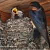 Adult barn swallow and its nest with young ones.