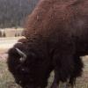 Photo of a bison.