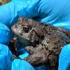 A fungus is killing off Boreal toads, a type of toad specifically adapted to high-altitude life in the southern Rocky Mountains.