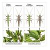 Camouflage insects on plants illustration