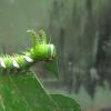 A caterpillar feeds on leaf flesh.