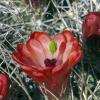 claret cup cactus - photo by jeff mitton