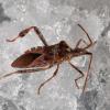 a western conifer seed bug climbing on snow