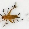 Ants carrying a grasshopper