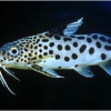 A cuckoo catfish.