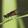 photo of a damselfly pearched on a blade of grass, the fly has bright red colors on it's wing