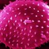 Photo of pink microscopic organism.