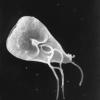 Giardia
