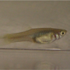 Endler's Guppy (Poecilia wingei)