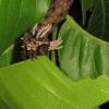 Citheronia caterpillar eating leaf