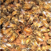 Honeybees in a hive.