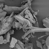 Household dust under a microscope. Photo by NAIAD.