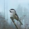 chickadee