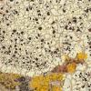 lichen Lechanora argopholis (Butter Biscuits), photo by Erin Tripp