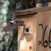 Chickadee in birdhouse