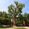 oldest tree