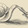  Society of Naturalists snail logo, a snail is depected looking thorough a microsocpe