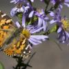 painted lady butterfly refuels nectar stores during migration - photo by Jeff Mitton
