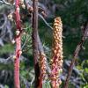 pinedrops plant , easily identified by its pink stems, lack of green leaves and white flowers that resemble dangling urns