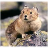An alert pika atop a rock.