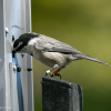 A chickadee getting food at one of the RFID-equipped feeders.