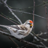 Arctic Finch on Branch