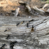 Ants