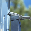 mountain chickadee