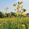 Mustard