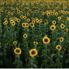 sunflowers