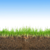 Soil, tall fescue, and fungal shoot endophyte.