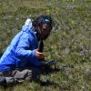 Stefanie sampling soil up on Niwot Ridge against a backdrop of spring wildflowers and mountain views