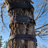 AN ACCELEROMETER STRAPPED TO A TREE ON CU BOULDER’S EAST CAMPUS. PHOTO: DEIDRE JAEGER/CIRES