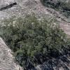 ariel shot of a patch of trees, surrounding land is fragmented