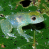 C. euknemos is one of many frog species threatened by chytrid fungus. (Photo: Doug Woodhams)