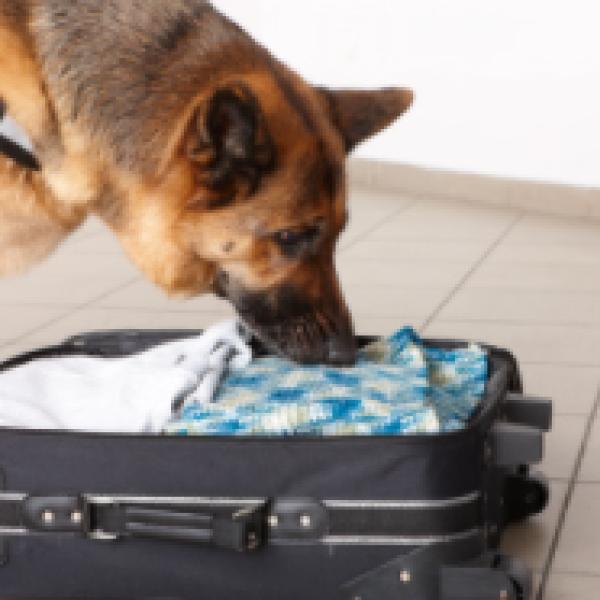 A drug-sniffing dog uses his nose to explore the contents of a suitcase.