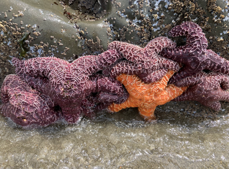 Robin Starfish