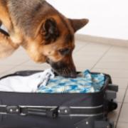 A drug-sniffing dog uses his nose to explore the contents of a suitcase.