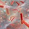Illustration of microscopic bacteria