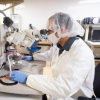 A researcher looks through a microscope while working in a cleanroom at COSINC