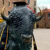 The Folsom Field buffalo statue wearing a mortar board and tassels