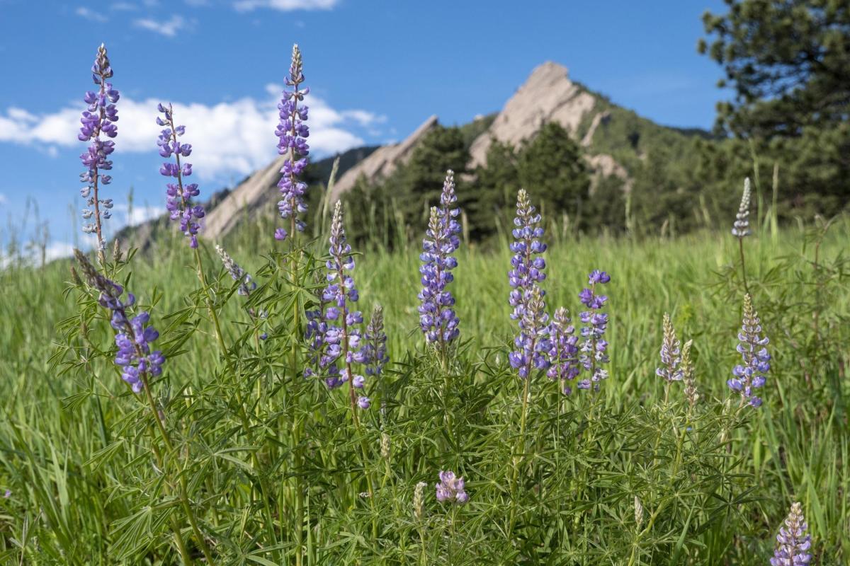 Flowers and chataqua mountain