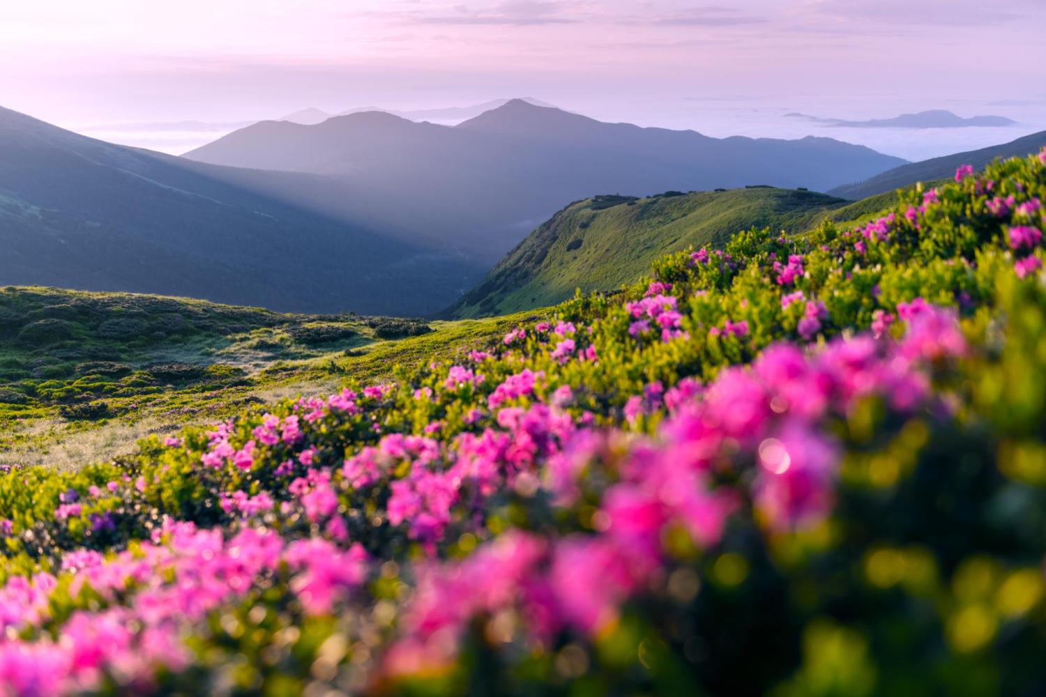 wildflowers in the mountains