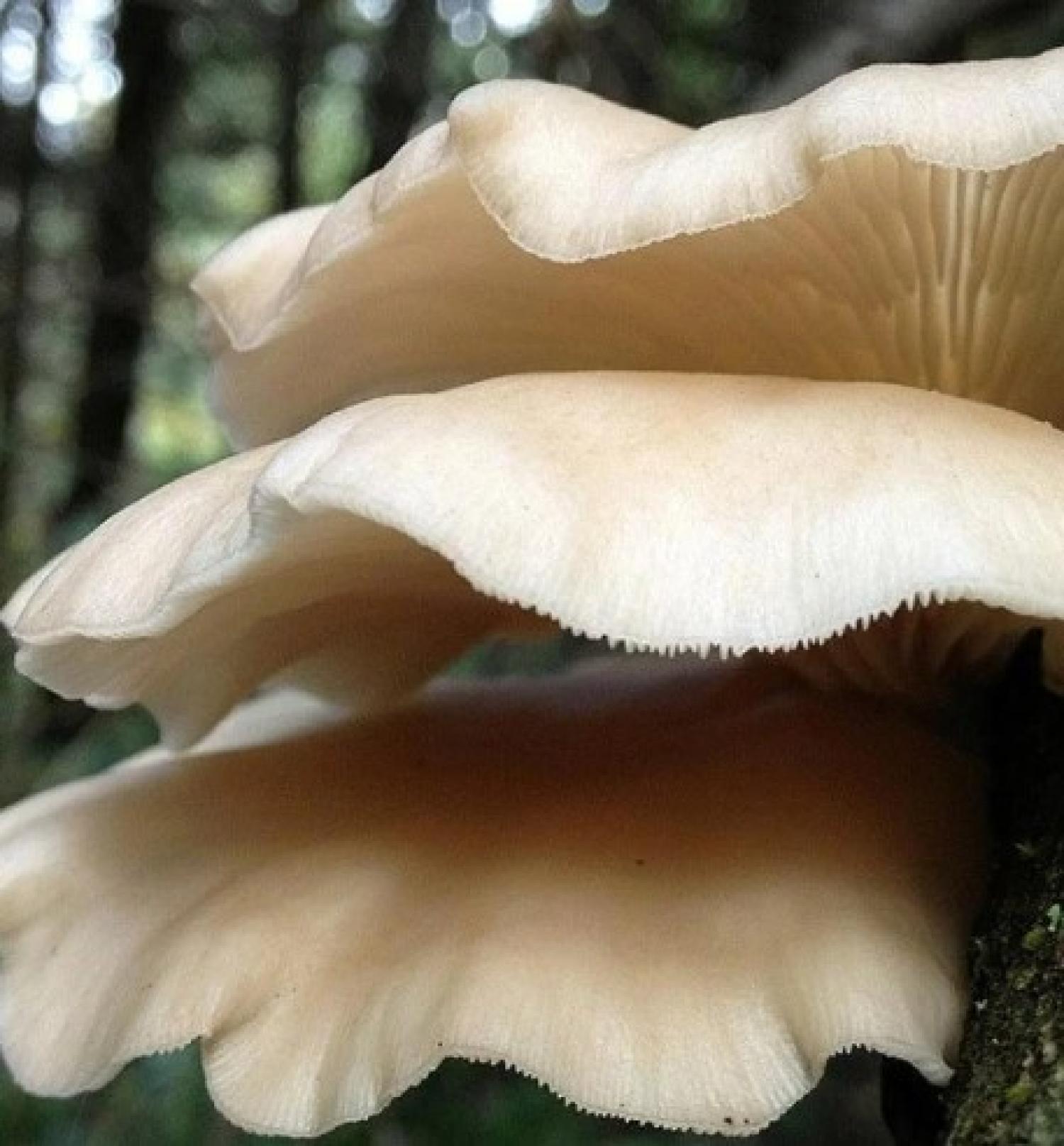 large mushrooms in nature