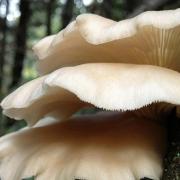 large mushrooms in nature