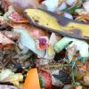 Food scraps