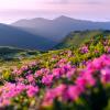 flowers in a field
