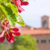 flowers on campus